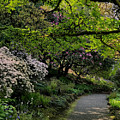 April in the Garden